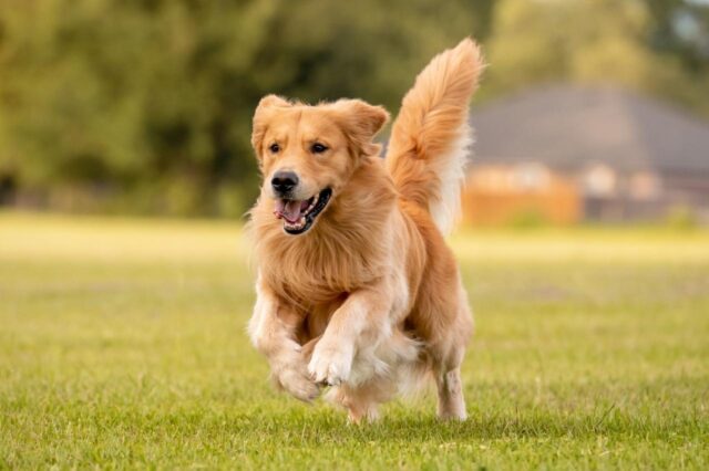 Best invisible dog fence for Golden Retrievers