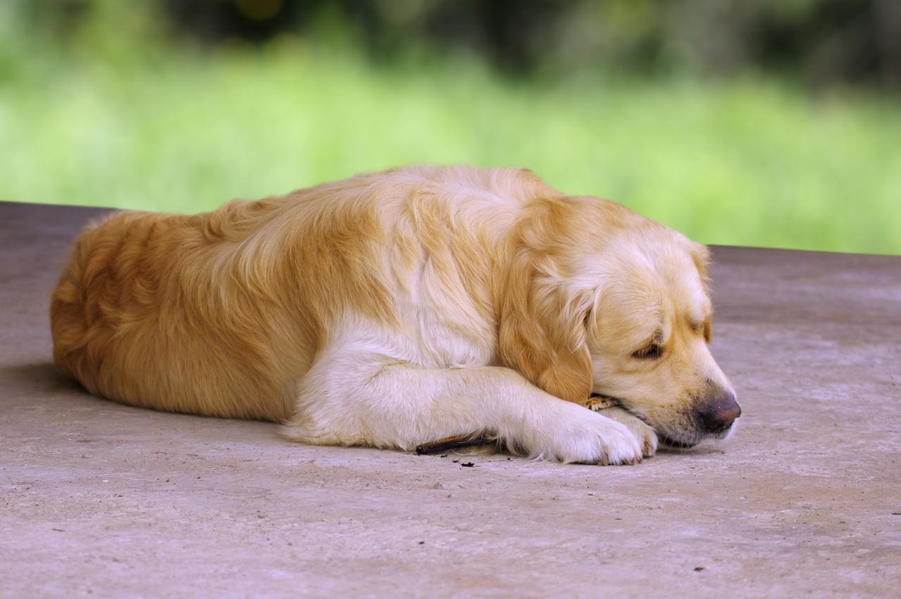 10-best-bully-sticks-for-golden-retrievers