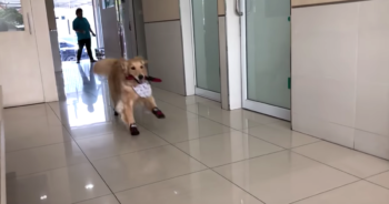 Golden Retriever Basically Treats The Vet’s Office As If It’s The ‘Playground’