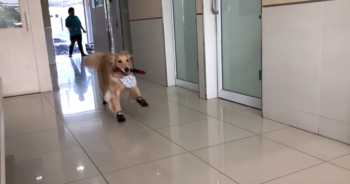 Excited Golden Retriever