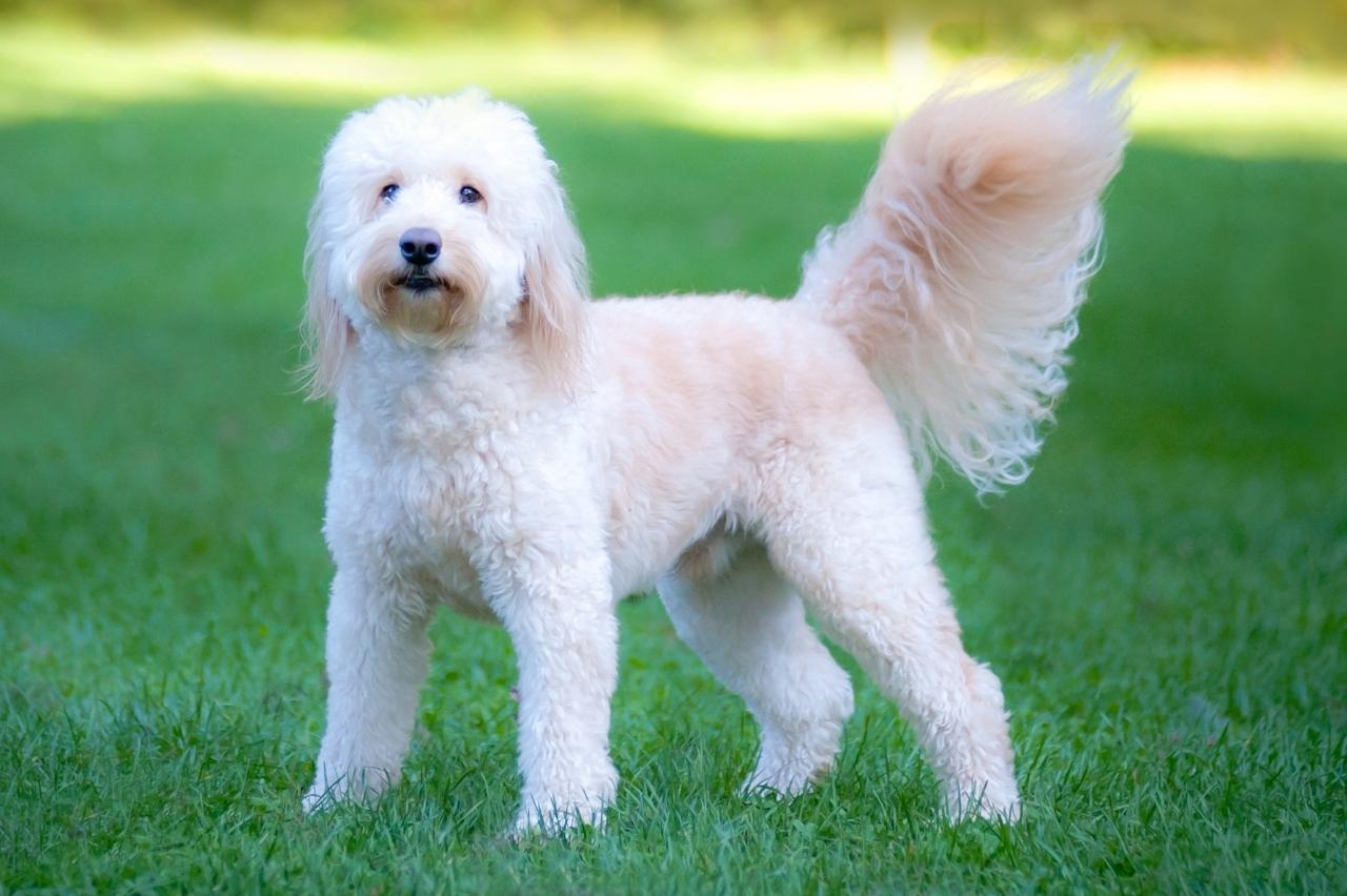 The Best Dehydrated Dog Foods for Goldendoodles