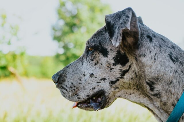 best snout soothers for Great Danes