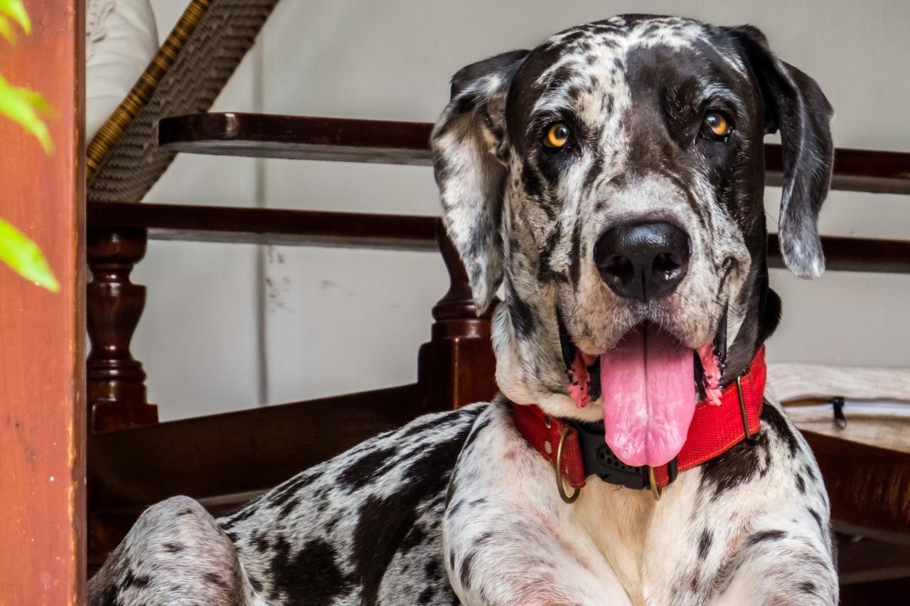 9 Best Freeze-Dried Dog Food Brands for Great Danes