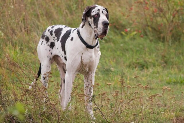 Best dehydrated dog foods for Great Danes