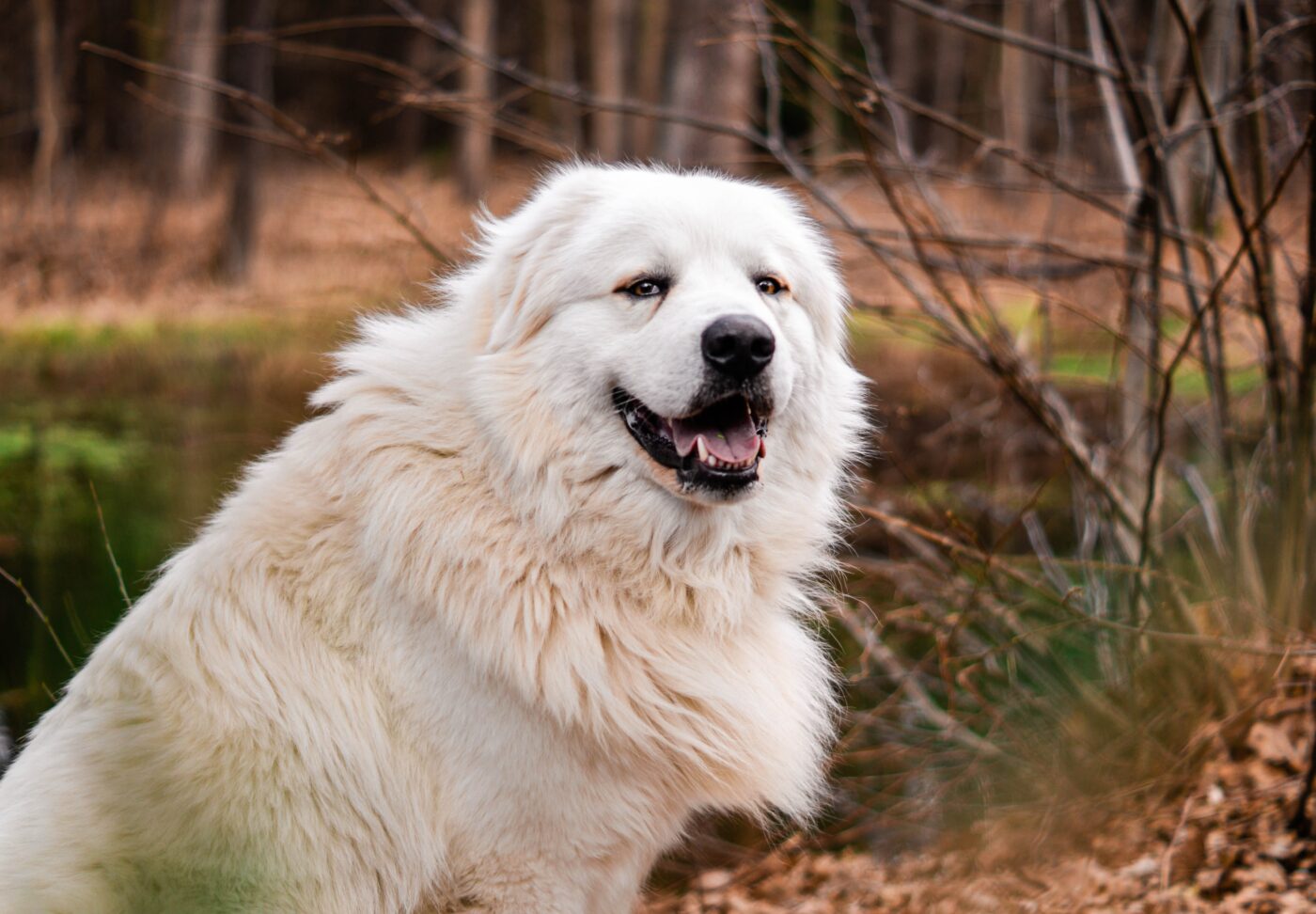 Best muzzle soothers for Great Pyrenees