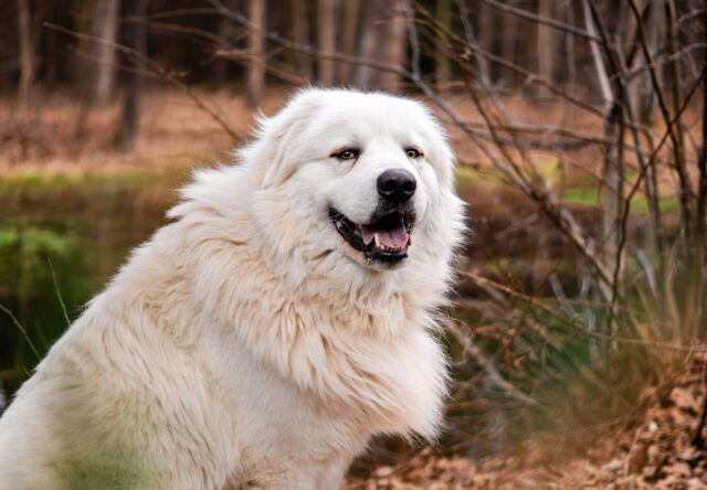 best snout soothers for Great Pyrenees