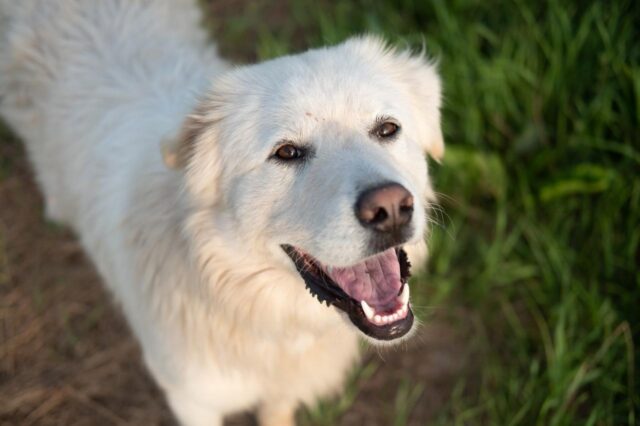 Best freeze dried dog food for Great Pyrenees