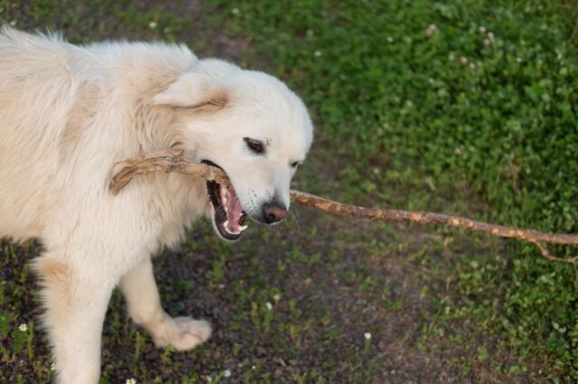 Best bully sticks for Great Pyrenees