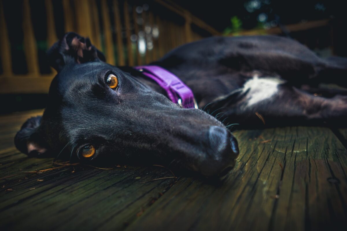 10 Best Snout Soothers For Greyhounds