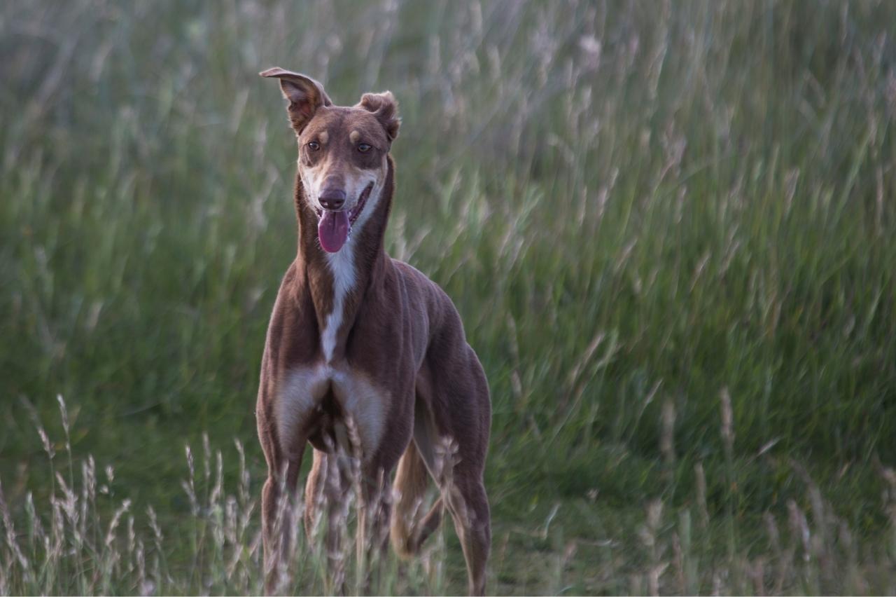Best invisible dog fence for Greyhounds