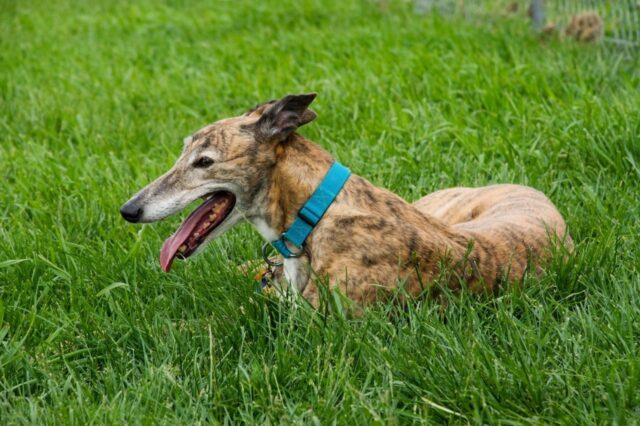 Best bully sticks for Greyhounds