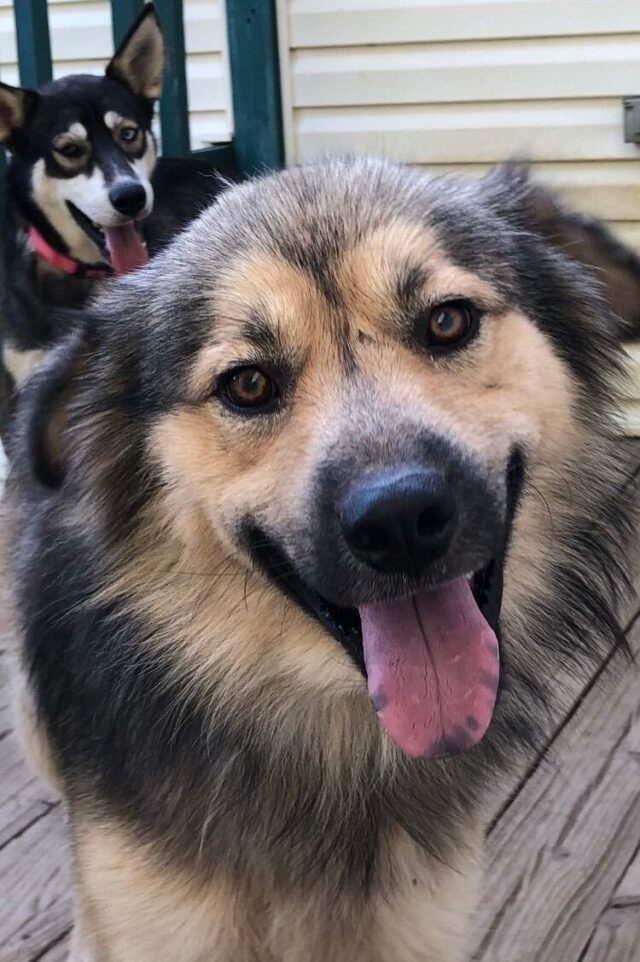 Happy dogs at rescue