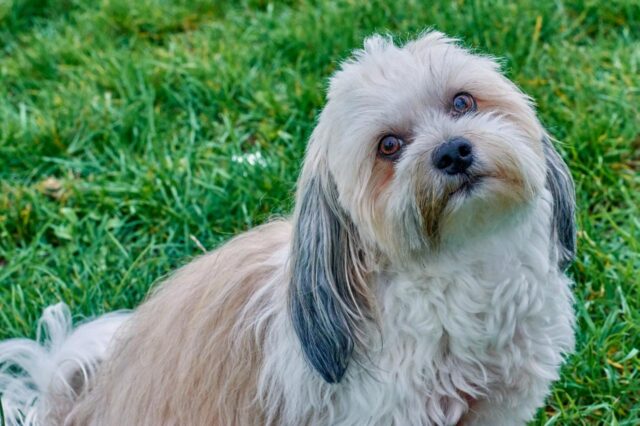 Best dehydrated dog foods for Havanese
