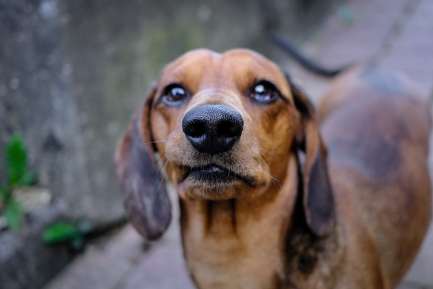 Healthy dog nose