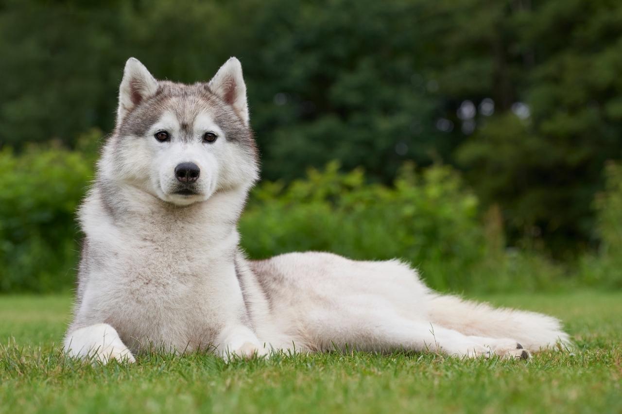 This Husky Mama Just Wants A Short Break From Her Playful Pups!