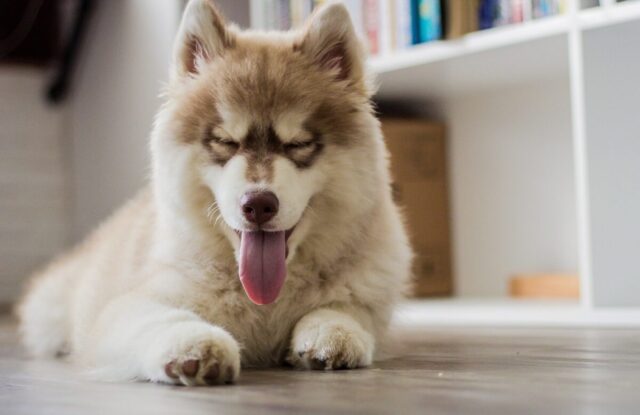 best dog gate for Huskies