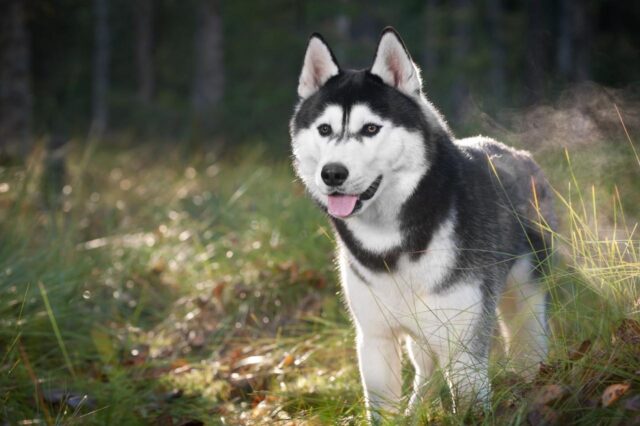 Best invisible dog fence for Huskies