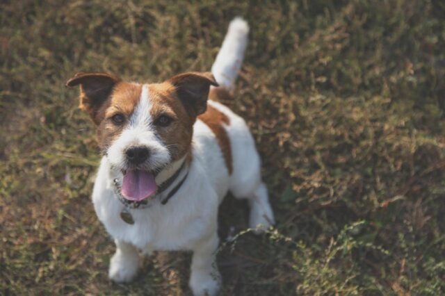 Best freeze dried dog food for Jack Russells