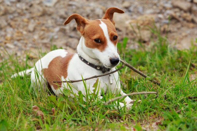 Best bully sticks for Jack Russells