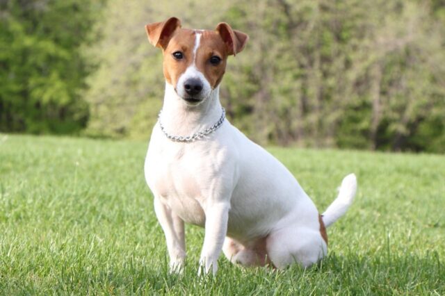 Best dehydrated dog foods for Jack Russells