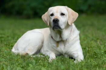 Best dehydrated dog foods for Labs