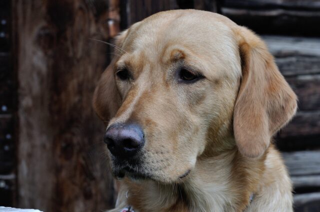 best dog gate for Labs