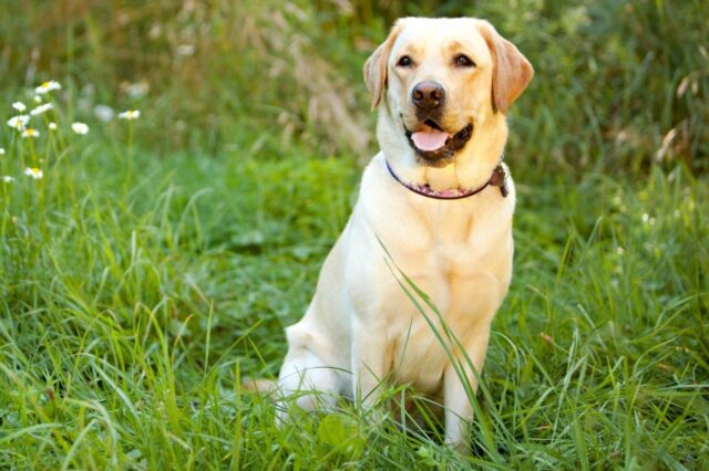 Best freeze dried dog food for Labs