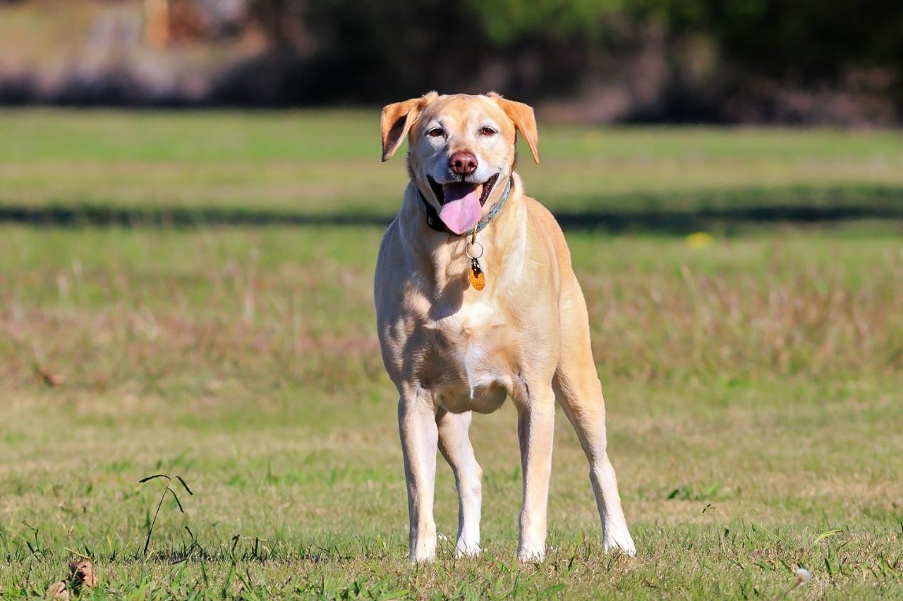 will electric fence keep cane corso in