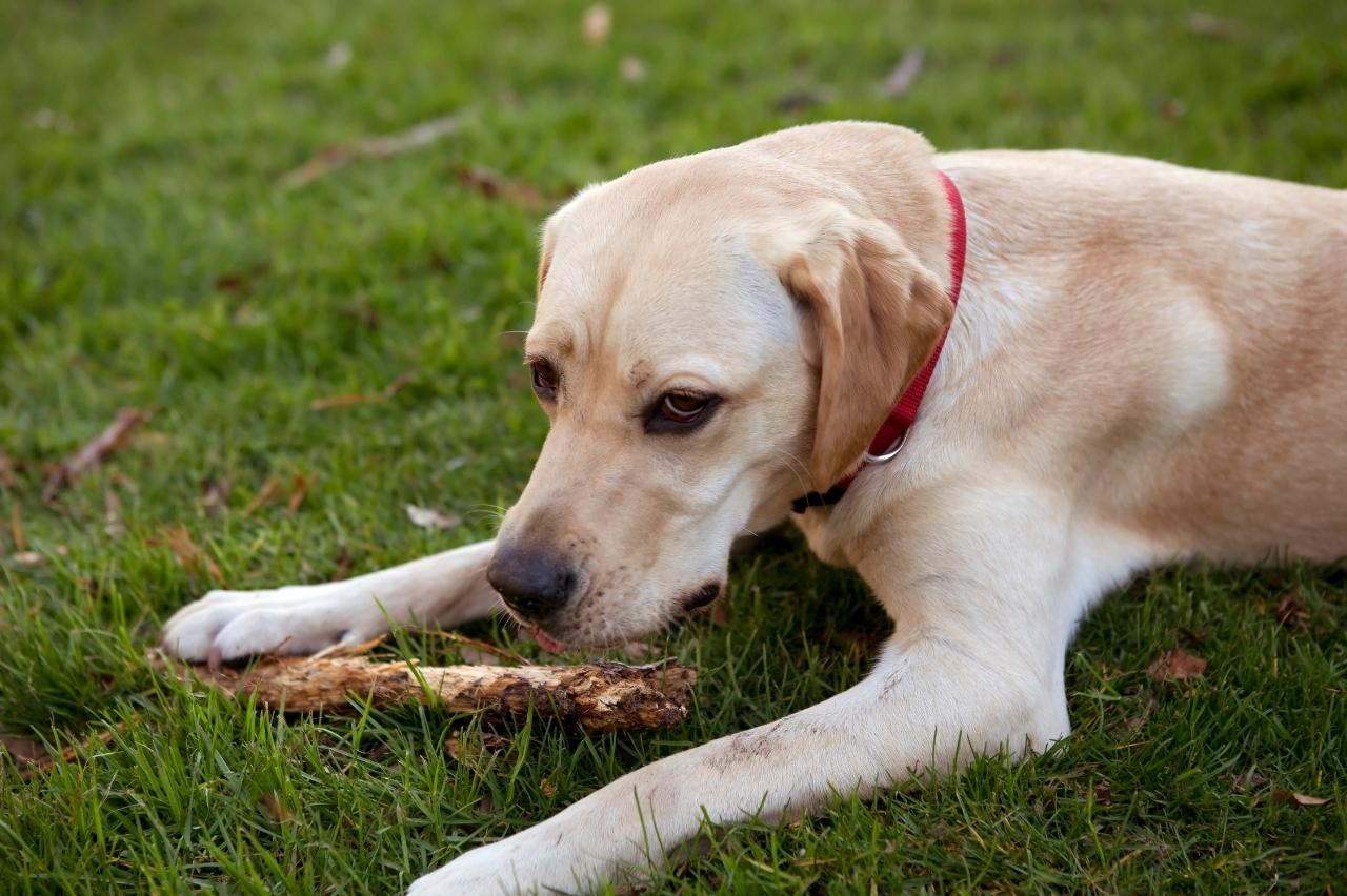 Best bully sticks for Labs