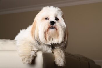 Best dehydrated dog foods for Lhasa Apsos