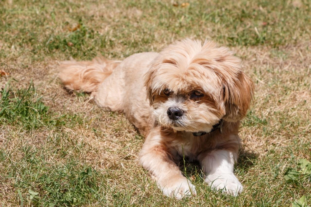 10 Best Bully Sticks for Lhasa Apsos