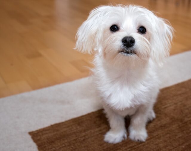 best dog gate for Maltese