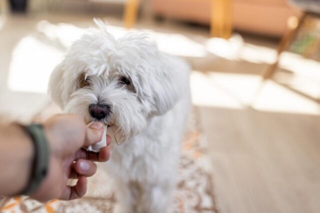 what food is best for maltese