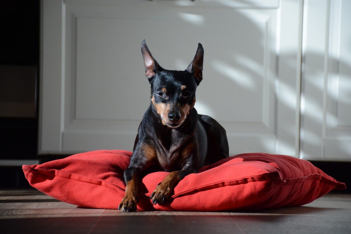 10 Best Dog Gates for Miniature Pinschers