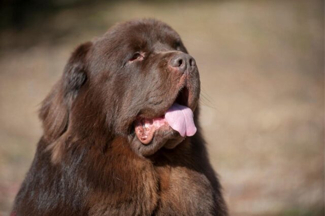 Best dog food for newfoundlands hotsell