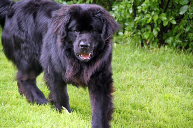 Meilleure clôture invisible pour chiens de Terre-Neuve