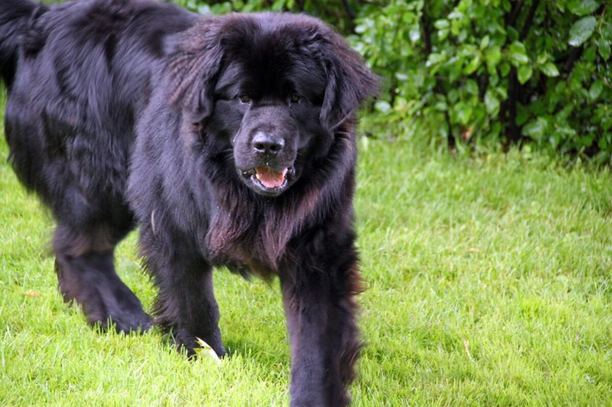 Best invisible dog fence for Newfoundlands