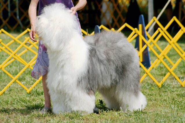 best dog gate for Old English Sheepdogs 