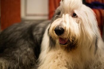 Best freeze dried dog food for Old English Sheepdogs