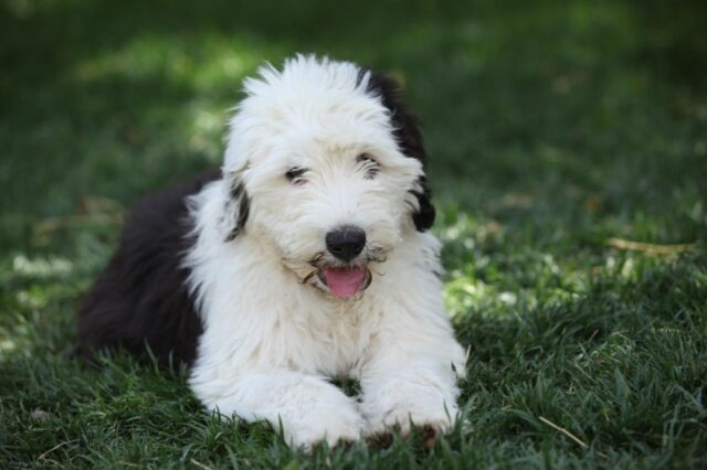 Best bully sticks for Old English Sheepdogs