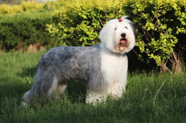Best dehydrated dog foods for Old English Sheepdogs