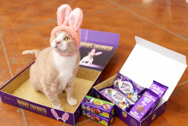 One-Eyed Cat Becomes Cadbury Bunny