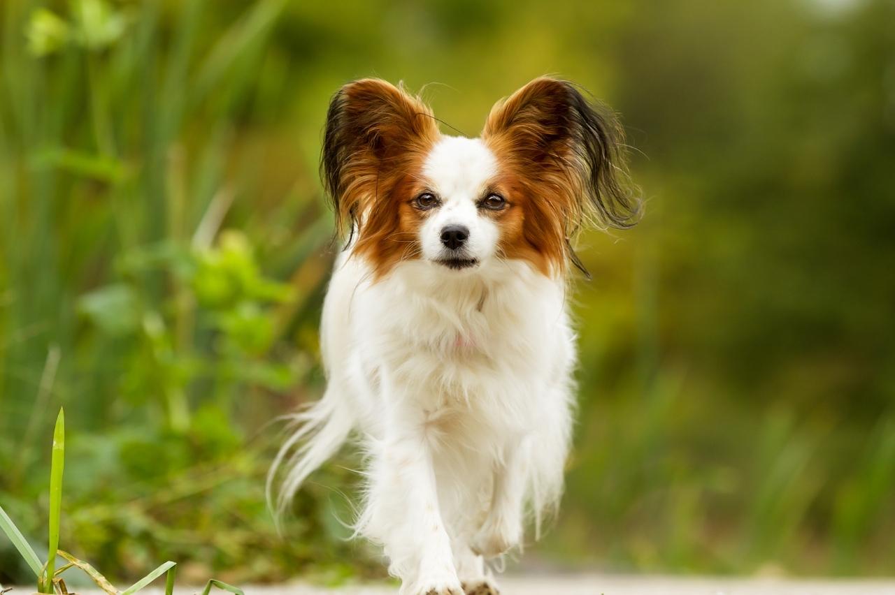 Best invisible dog fence for Papillons