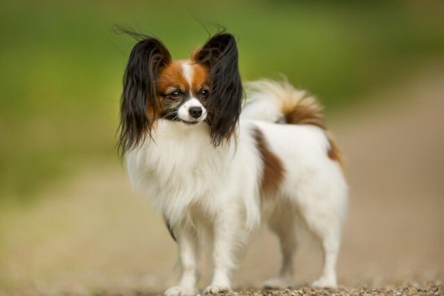Best dehydrated dog foods for Papillons