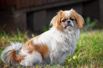 Best dehydrated canine  foods for Pekingese