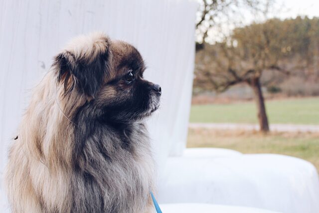 best snout soothers for Pekingese