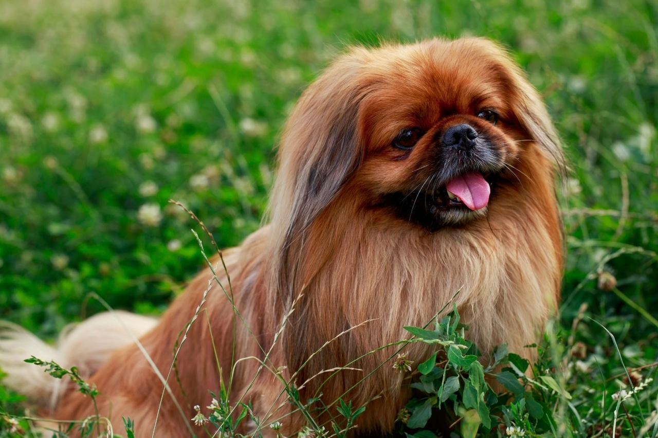 Best freeze dried dog food for Pekingese