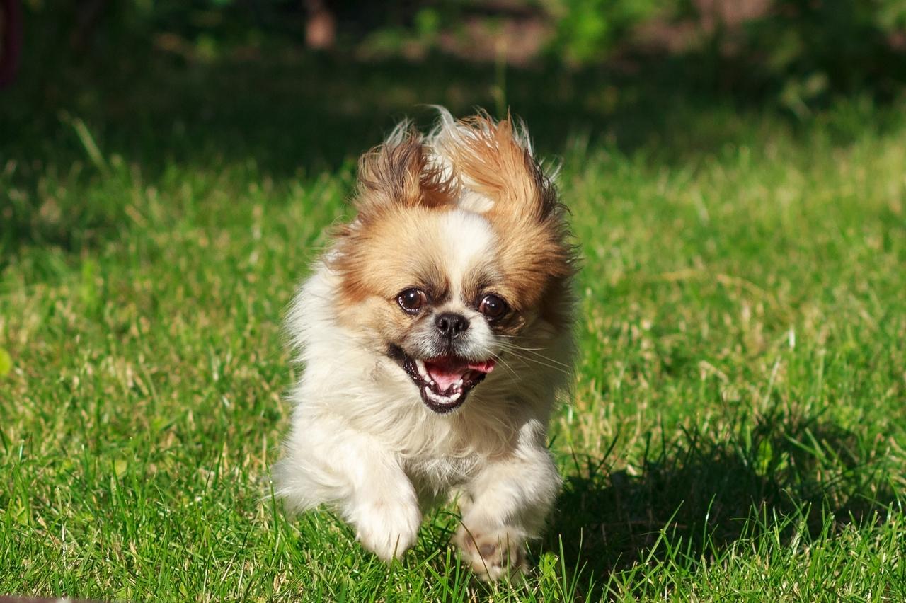 Best invisible dog fence for Pekingese