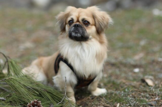 Best clippers clearance for pekingese