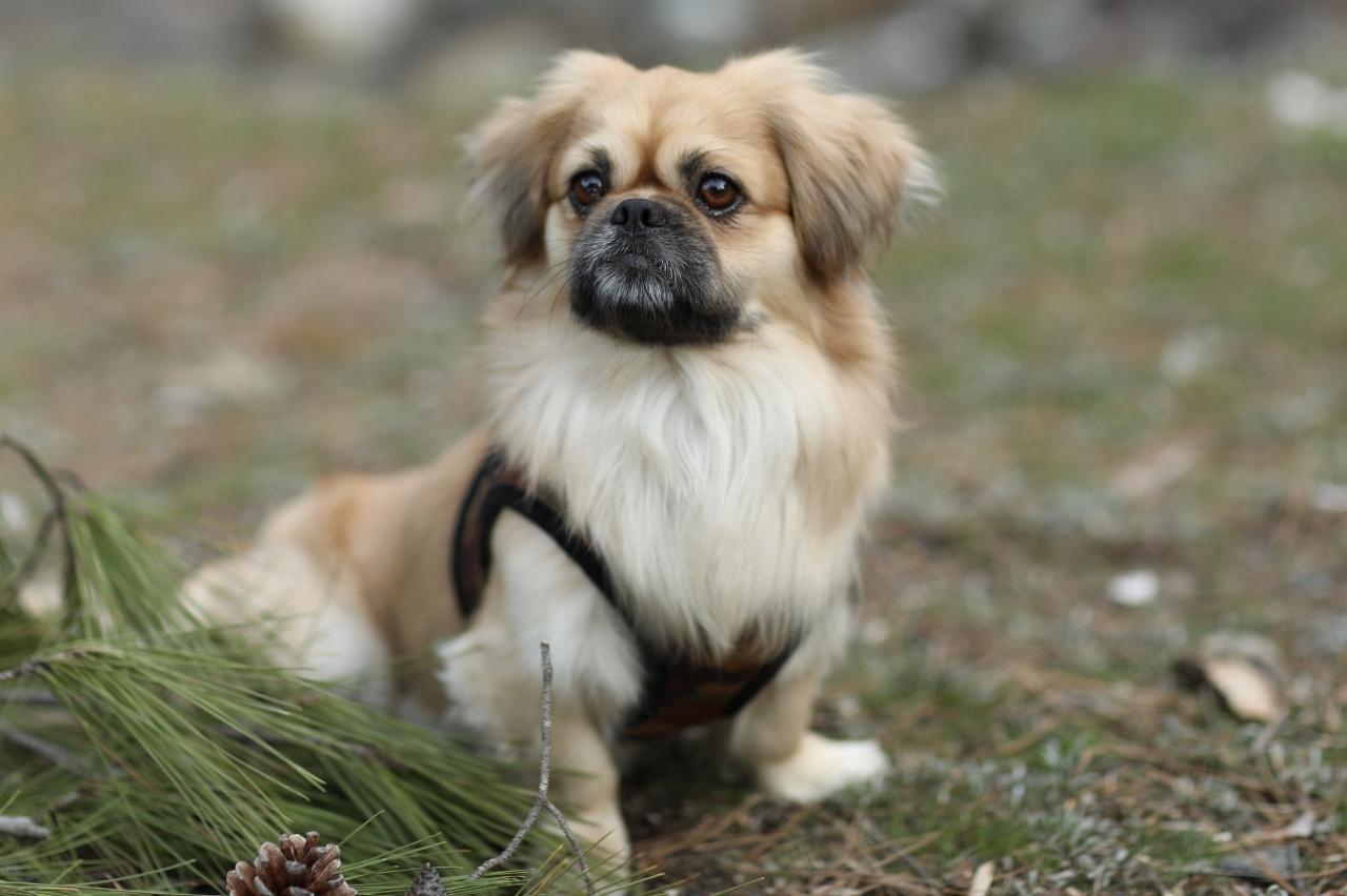 порода собак пекинес фото щенки